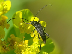 Stenurella nigra