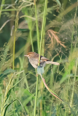 Cisticola fulvicapilla