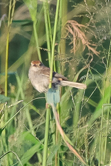 Cisticola fulvicapilla