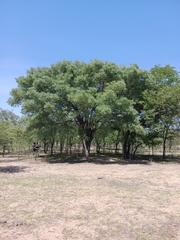 Sclerocarya birrea