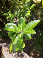 Pittosporum colensoi