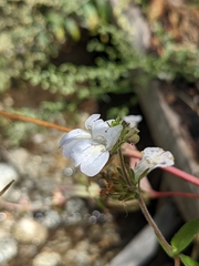 Collinsia tinctoria