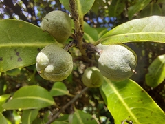 Pittosporum colensoi