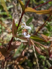 Collinsia tinctoria