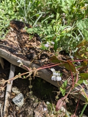 Collinsia tinctoria