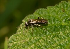 Macrophya albicincta