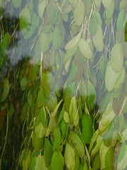 Potamogeton cheesemanii