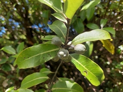 Pittosporum colensoi