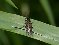 Macrophya albicincta