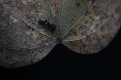 Cataulacus granulatus