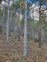 Pinus nigra