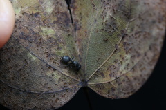 Cataulacus granulatus