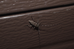 Acanthocinus obsoletus