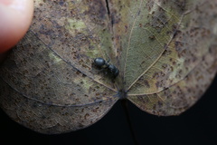 Cataulacus granulatus