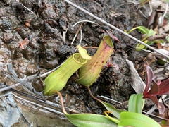 Nepenthes gracilis