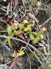 Nepenthes gracilis