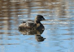 Podilymbus podiceps podiceps
