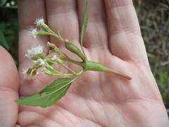 Procecidochares alani