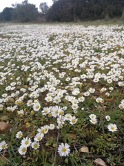 Bellis annua
