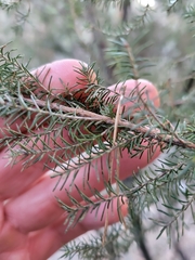 Erica australis