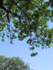 Sclerocarya birrea