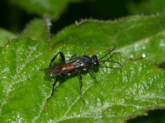 Macrophya annulata