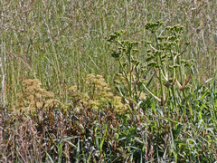 Aciphylla glacialis