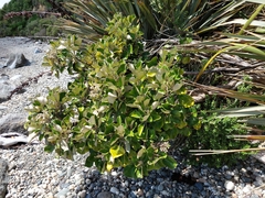 Brachyglottis rotundifolia rotundifolia