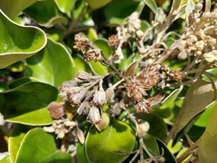 Brachyglottis rotundifolia rotundifolia