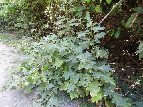 Solanum cerasiferum