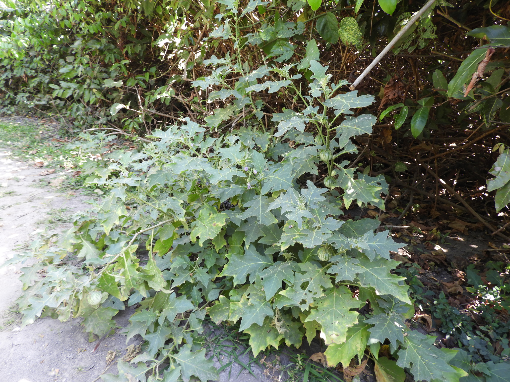 Solanum cerasiferum