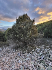 Juniperus oxycedrus