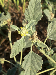 Chrozophora tinctoria