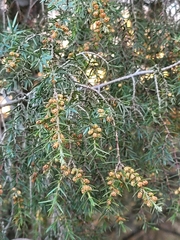 Juniperus oxycedrus