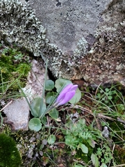 Umbilicus rupestris