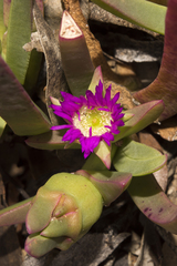 Carpobrotus modestus