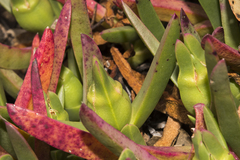 Carpobrotus modestus