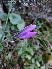 Crocus carpetanus