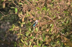 Halcyon leucocephala