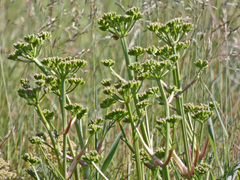 Aciphylla glacialis