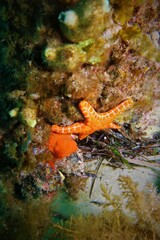 Pentagonaster duebeni