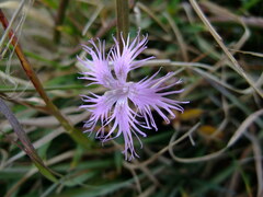 Dianthus pygmaeus