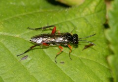 Macrophya diversipes