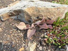 Veronica wyomingensis