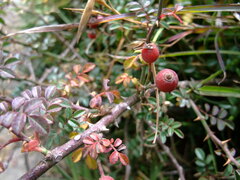 Rosa transmorrisonensis