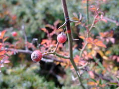 Rosa transmorrisonensis