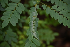 Polyura hebe
