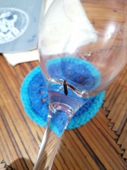 Burtinus notatipennis