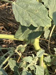 Chrozophora tinctoria