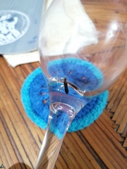 Burtinus notatipennis